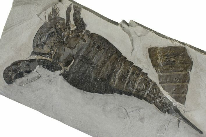 Eurypterus (Sea Scorpion) Fossil - New York #369270